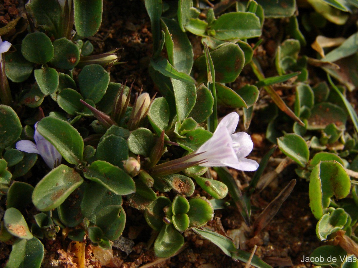 Dyschoriste nagchana (Nees) Bennet